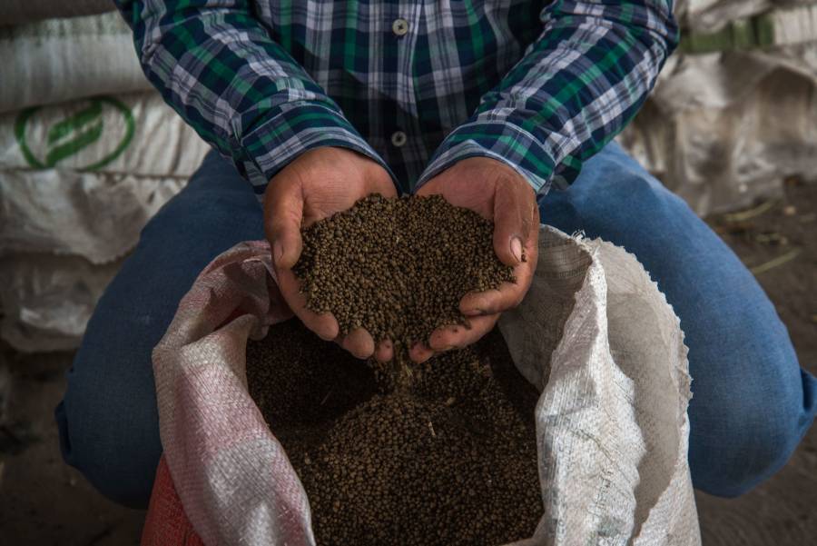 Productores de algod&oacute;n de Coahuila enfrentaron grandes p&eacute;rdidas por el uso de semillas transg&eacute;nicas