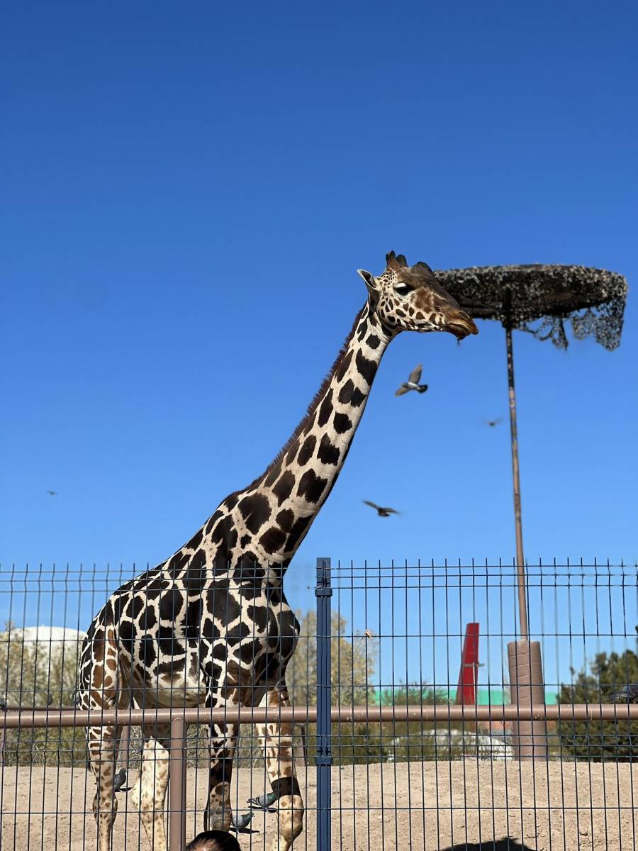 Jirafa Benito llega a Puebla: cuánto cuesta el boleto para verla en Africam Safari