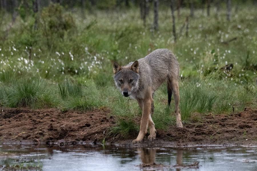 La justicia neerlandesa autoriza a disparar bolas de pintura a lobos 