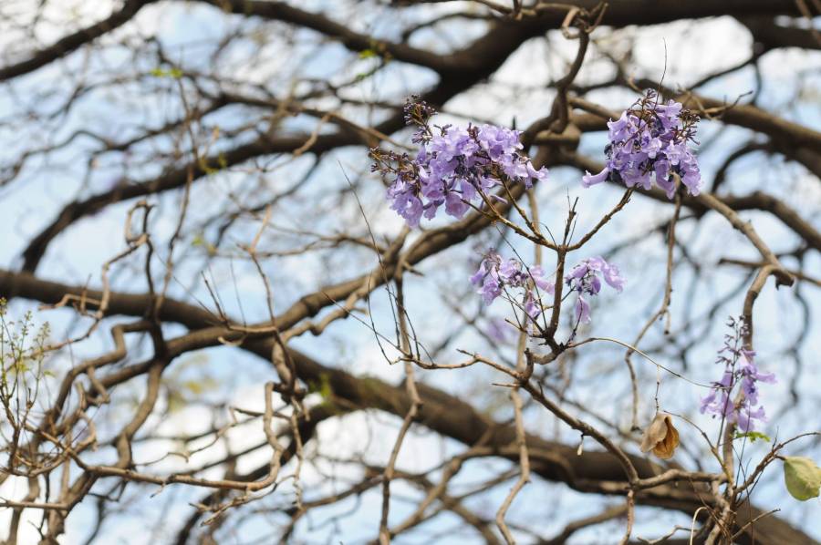 Explicación de especialista sobre el florecimiento anticipado de jacarandas