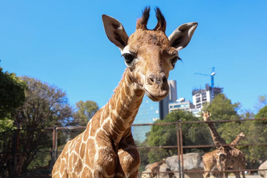 Invita SEDEMA a poner nombre a jirafa nacida en Chapultepec