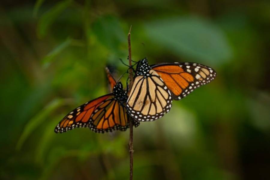 Enero, mes del Aniversario del Descubrimiento de la Mariposa Monarca en Edomex