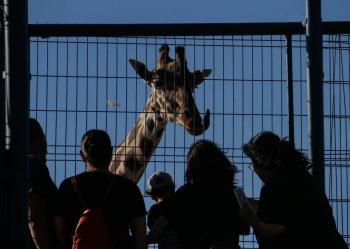La jirafa ‘Benito’ fue recibido por su Manada en Africam Safari