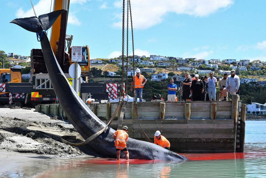 Muerte de una ballena conmueve a ciudad de Nueva Zelanda