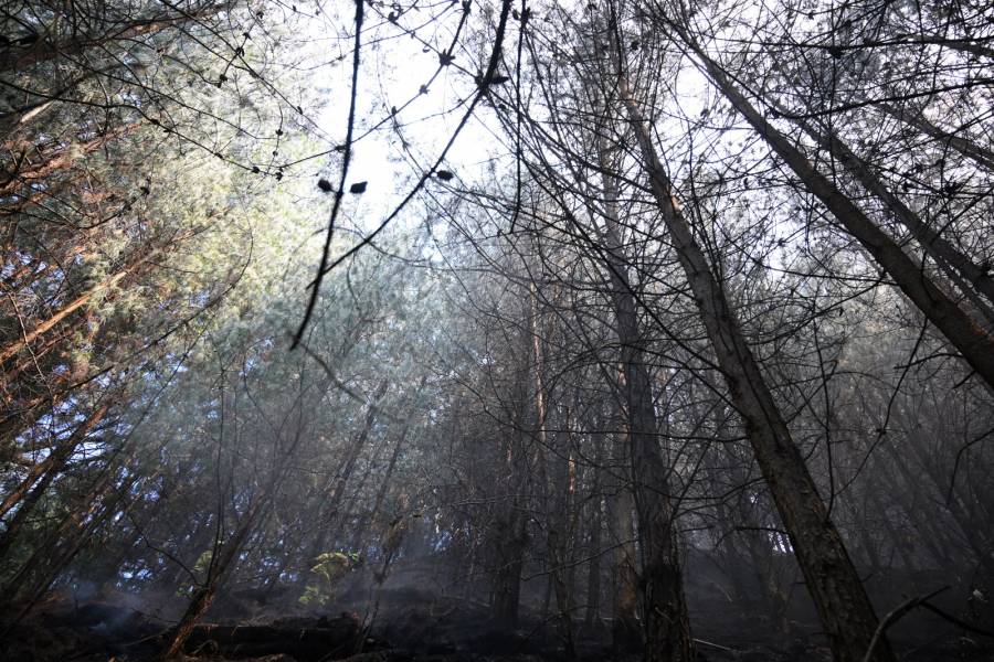 Vegetación invasora aviva la chispa de los voraces incendios en Bogotá