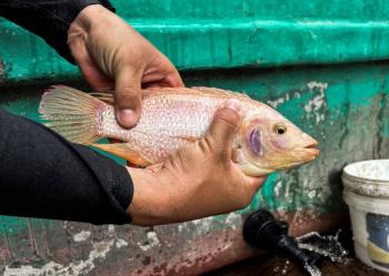 Fen&oacute;meno de El Ni&ntilde;o afecta el cultivo de tilapia en Colombia