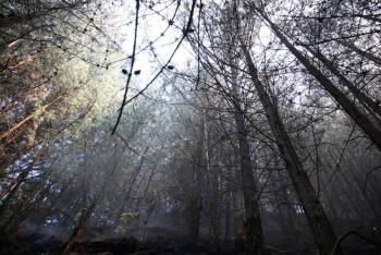 Vegetaci&oacute;n invasora aviva la chispa de los voraces incendios en Bogot&aacute;