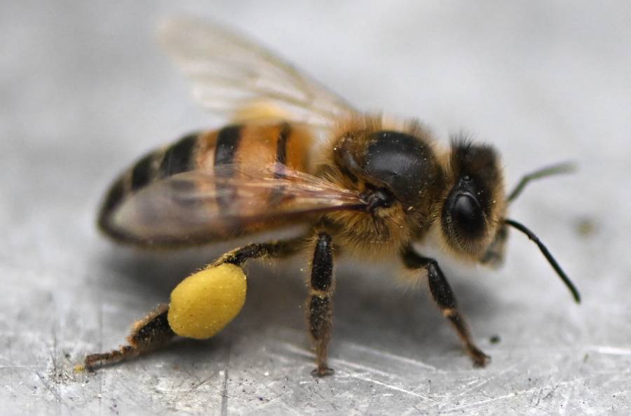 Investigadores colombianos patentan f&oacute;rmula para proteger a las abejas de los insecticidas