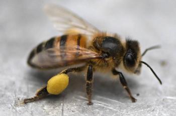 Investigadores colombianos patentan f&oacute;rmula para proteger a las abejas de los insecticidas