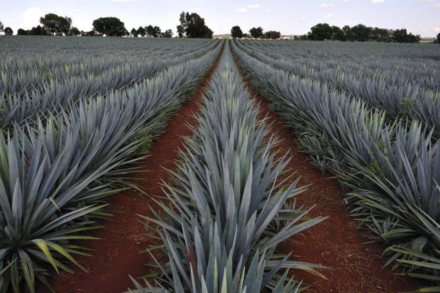 Invierte Gobierno más de 434 mdp en producción de agave mezcalero