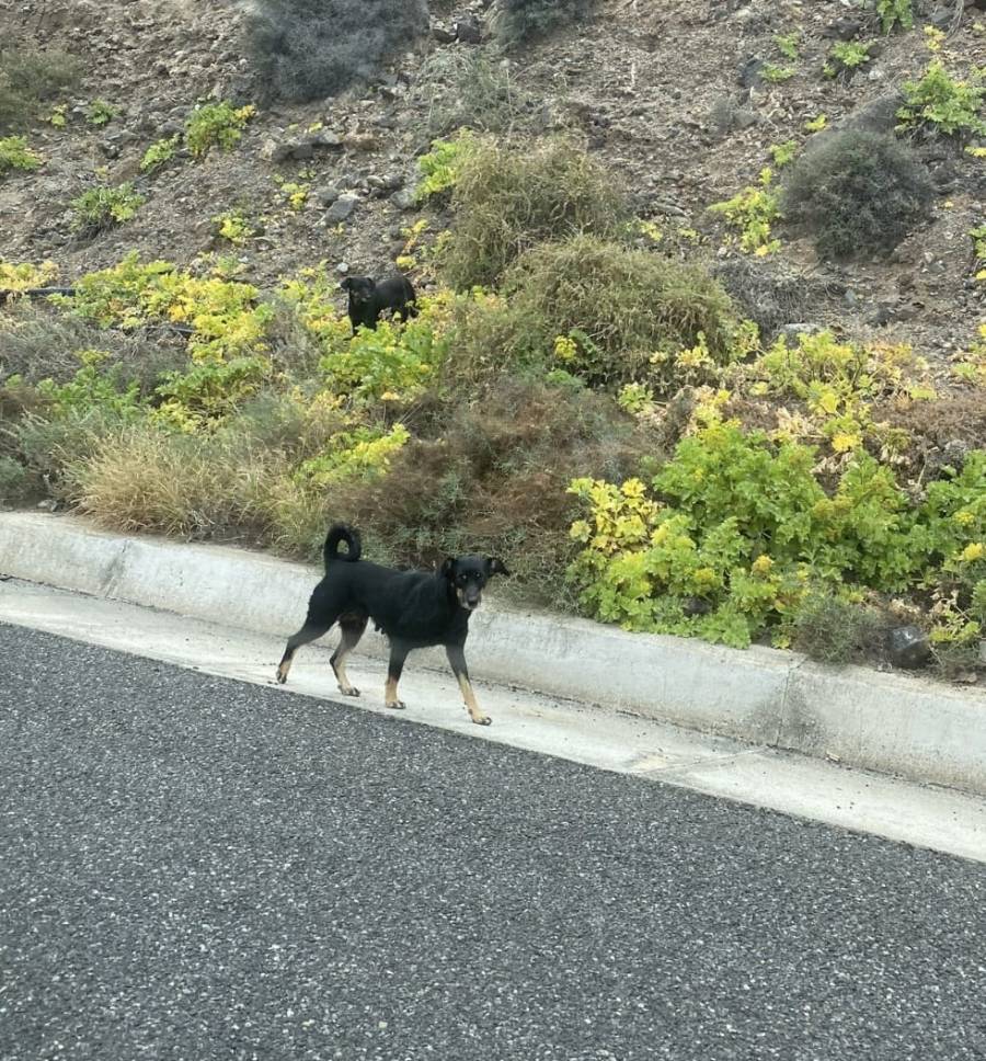 Legisladores llaman a los estados a realizar campa&ntilde;as contra abandono y maltrato a los animales