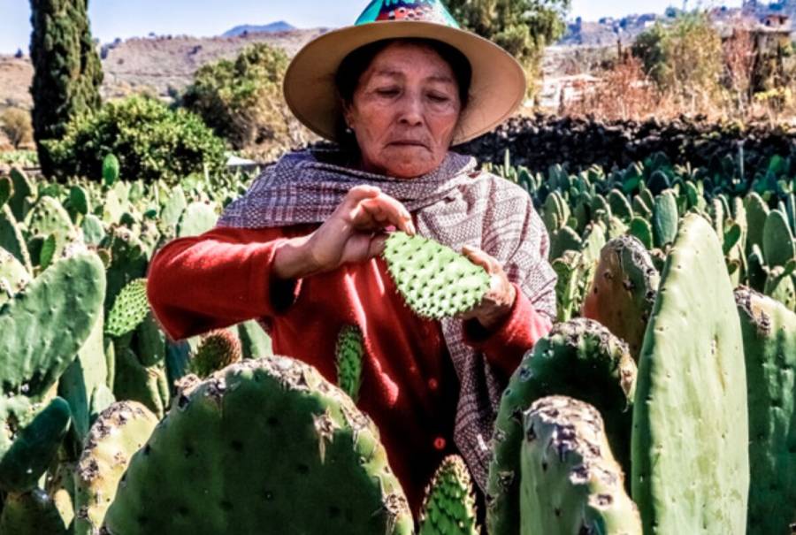 Reforzarán Agricultura y Economía productividad y competitividad de empresas agroalimentarias