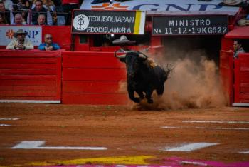 Alistan “cacelorada” antitaurina y recolección de firmas contra corridas