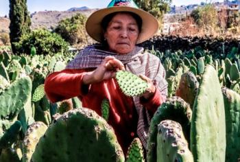 Reforzar&aacute;n Agricultura y Econom&iacute;a productividad y competitividad de empresas agroalimentarias