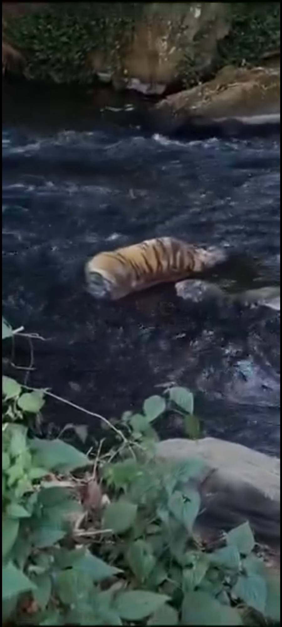 Hallan Restos de Tigre en Cascada del Molino, Valle de Bravo