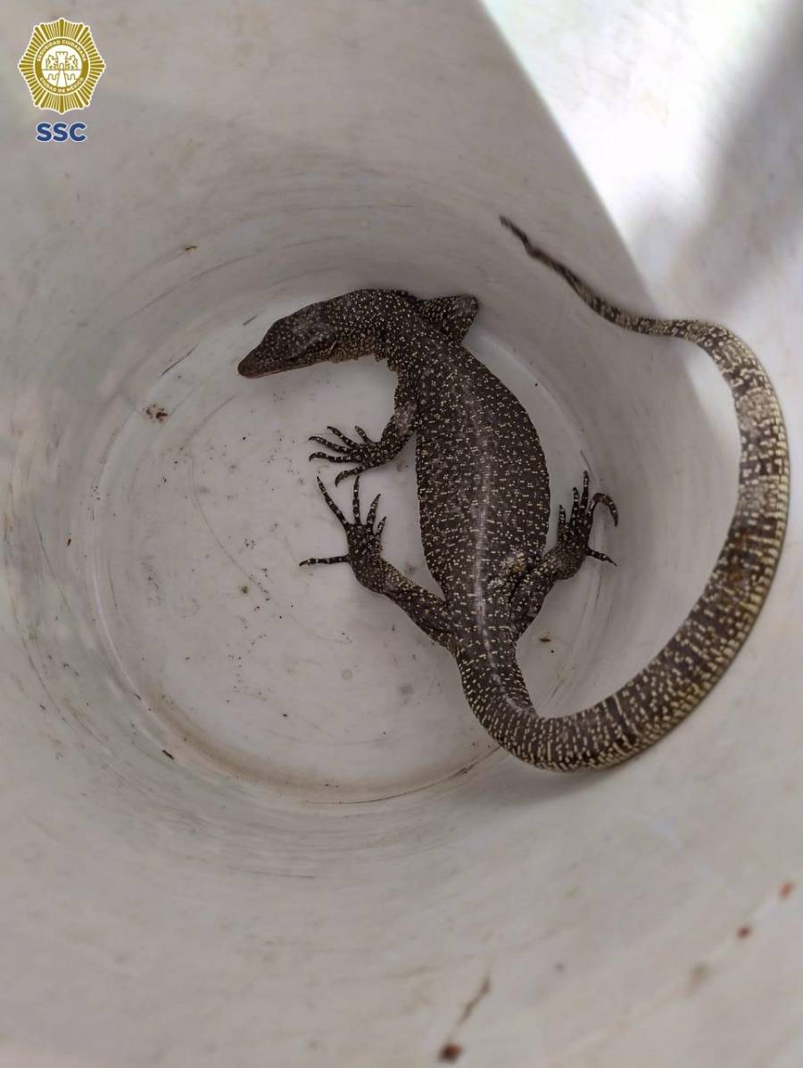 Rescatan a raro varano de cola azul en vivienda de la Ciudad de México