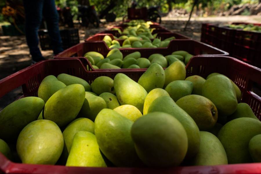 Acciones de sanidad detonan desarrollo de regiones mangueras: Agricultura
