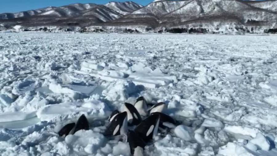 Decena de ballenas atrapadas en aguas congeladas de Japón logran liberarse tras angustiante episodio