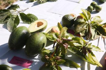 Aguacate mexiquense abastece el mercado nacional durante el Super Bowl; Edomex ocupa tercer lugar nacional en producción