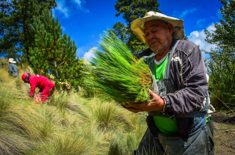 Invita Secretar&iacute;a del Campo a inscribirse a los programas de Probosque
