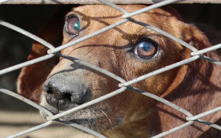 Puebla tipificará Zoofilia como delito grave