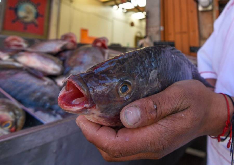 Garantizado el abasto de pescados y mariscos para la temporada de Cuaresma: Agricultura