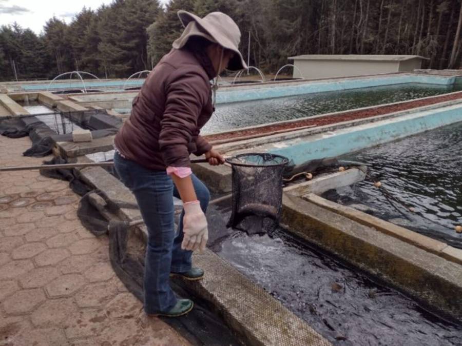 Mexiquenses consumirán 75 mil toneladas de pescado en Semana Santa: Secretaría del Campo