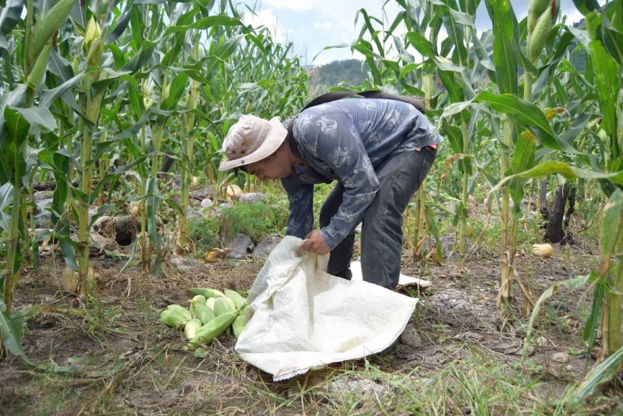 Impulsa Agricultura reactivación productiva en zonas áridas, de alta marginación y comunidades indígenas