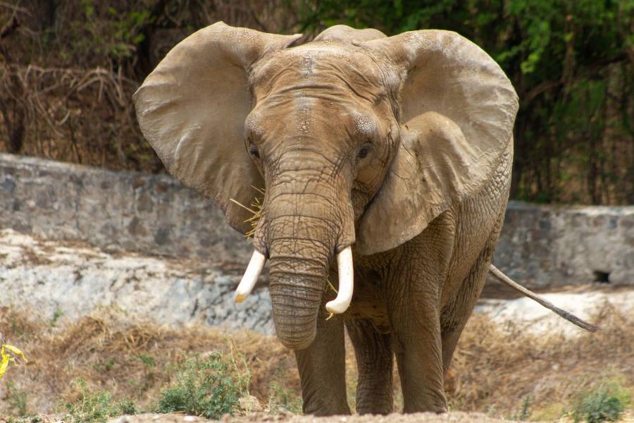 Recatan a la elefanta Annie en estado de abandono en Lagos de Moreno, Jalisco