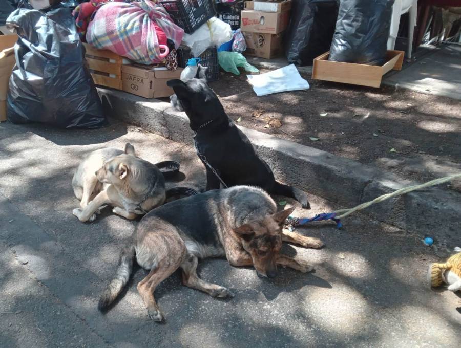Recompensa por asesino de perros en Xochimilco