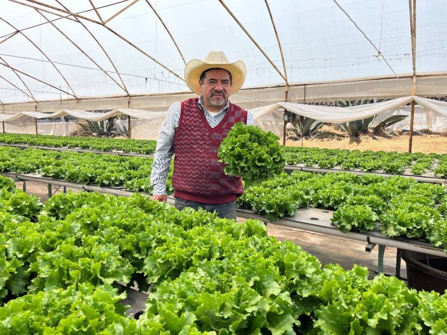 A partir de este lunes, beneficiará Producción para el Bienestar a 1.84 millones de productores