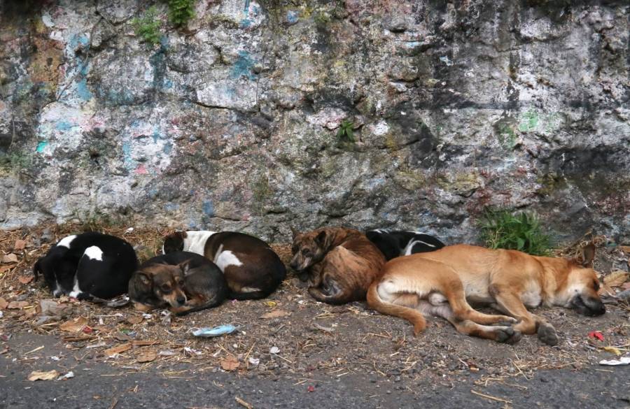 Rescate y adopci&oacute;n de canes en situaci&oacute;n de vulnerabilidad en el Centro Huixquilucan