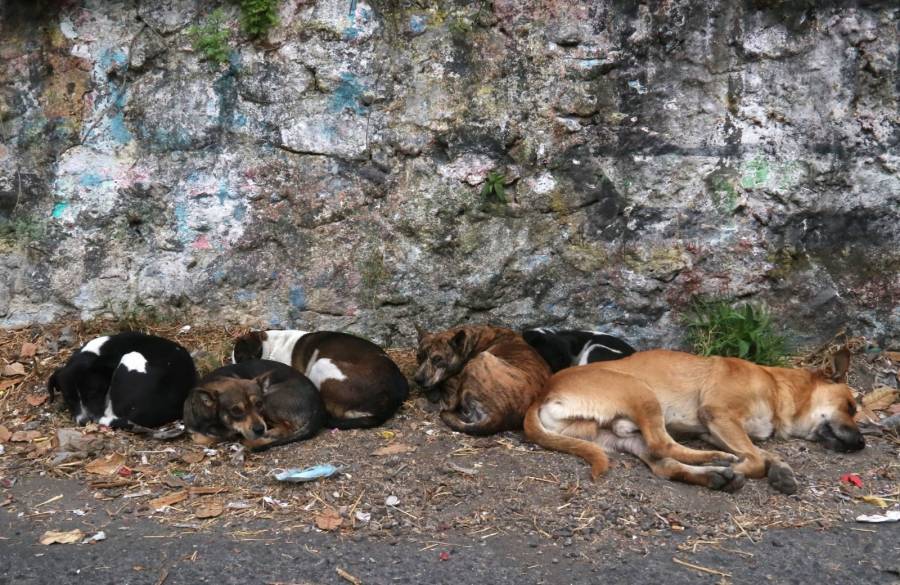 Rescate y adopción de canes en situación de vulnerabilidad en el Centro Huixquilucan