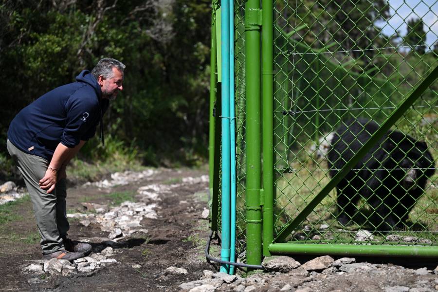 Un oso rebelde busca la libertad en Colombia