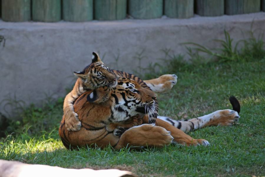 Incautan tigre y drogas durante cateo en Monterrey