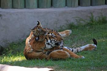 Incautan tigre y drogas durante cateo en Monterrey