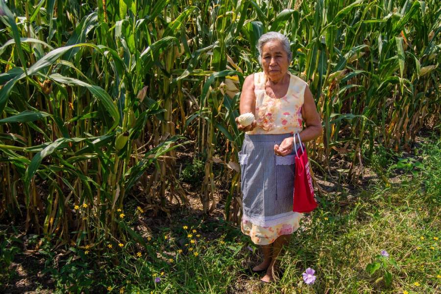 Programas como Producción para el Bienestar han reducido la brecha de desigualdad en el campo