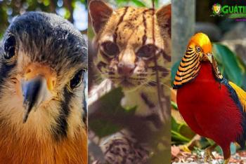 Denuncian robo de animales exóticos en Zoológico de Boyacá