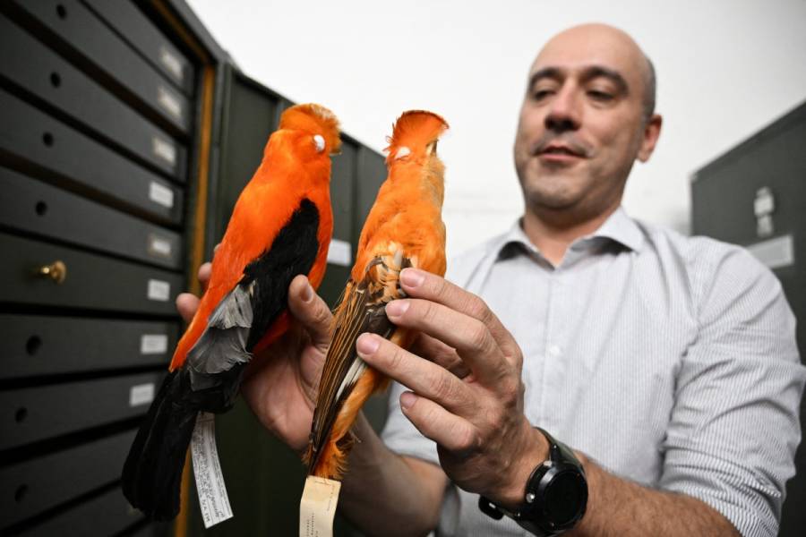 Peligra la colecci&oacute;n que cuida la riqueza de Colombia, el pa&iacute;s m&aacute;s diverso en aves