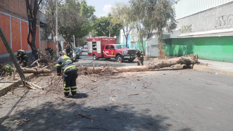 Reportan caída de árbol en Iztapalapa por vientos intensos