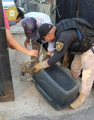 Rescatan en Coyoacán una iguana de una especie no común en la Ciudad de México