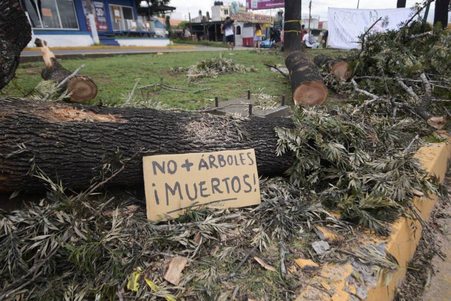 Detenidos en Milpa Alta por tala ilegal de árboles