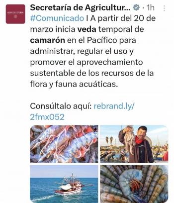 “Somos realmente ambientalistas”, asegura AMLO al explicar motivo de veda de camar&oacute;n