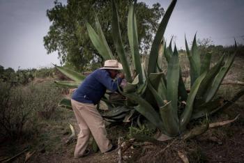 Exportaciones agroalimentarias del país inician el año con récord