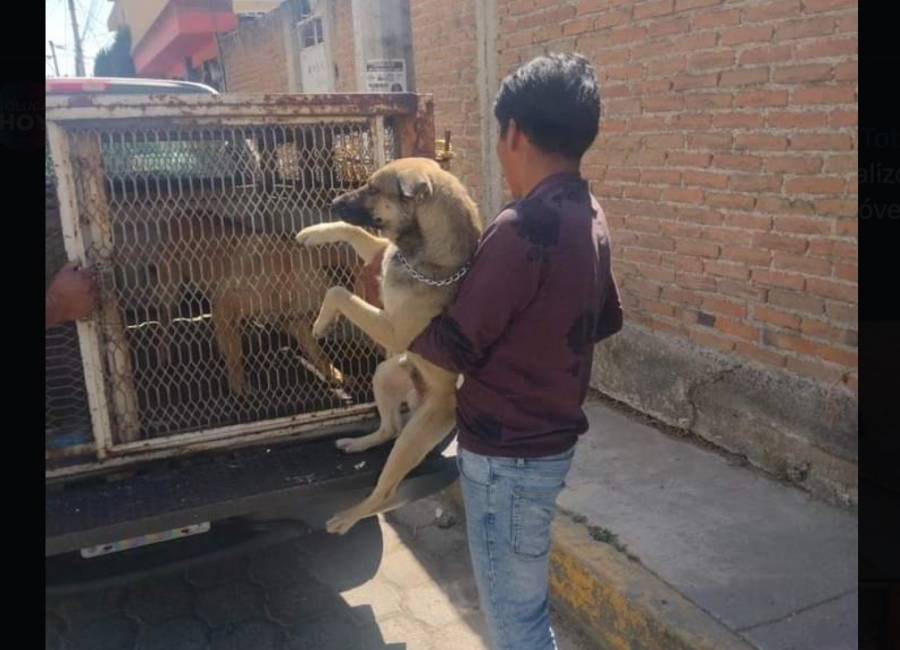 Capturan a jauría de perros que atacaron a un hombre en Metepec