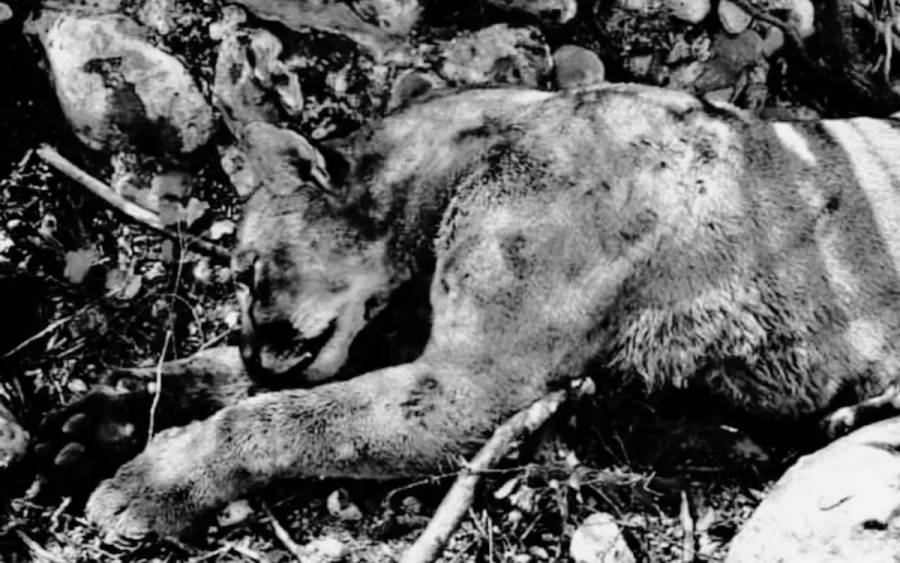 Hombre enfrenta a Puma en Tamaulipas para proteger su ganado