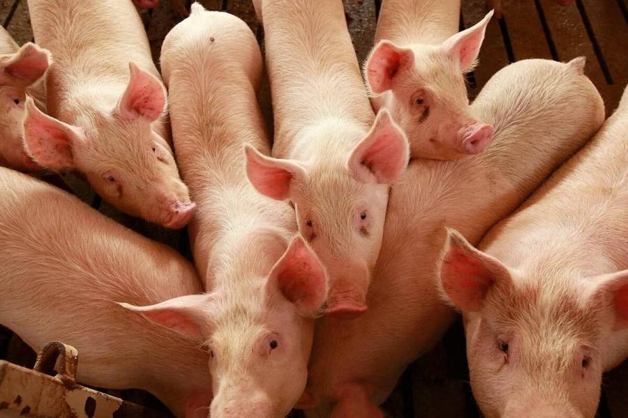 Reconocen contribución de la porcicultura a desarrollo agroalimentario del país