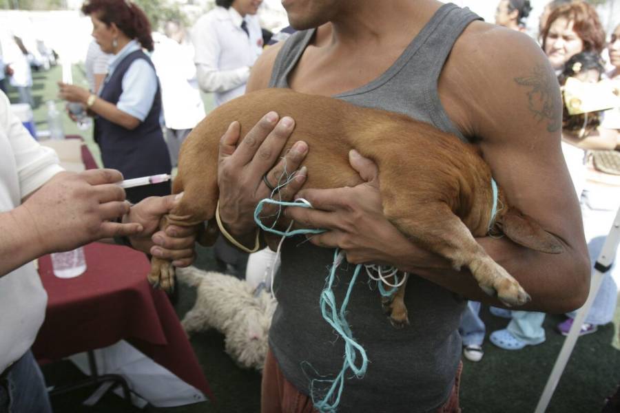 Realizan 35 Jornada Nacional de Vacunación Antirrábica para perros y gatos