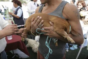 Realizan 35 Jornada Nacional de Vacunación Antirrábica para perros y gatos