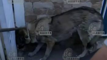 Capturado lobo mexicano tras persecución en calles de la alcaldía Gustavo A. Madero